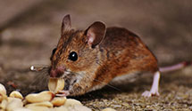 24 Hour & Emergency Exterminators in Temple Hills, MD